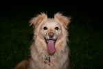 HundeTraining03
